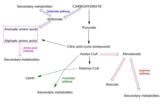 Karbonhidrat Sentezi