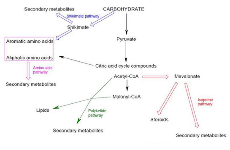 Karbonhidratlar Kaç Grupta İncelenir